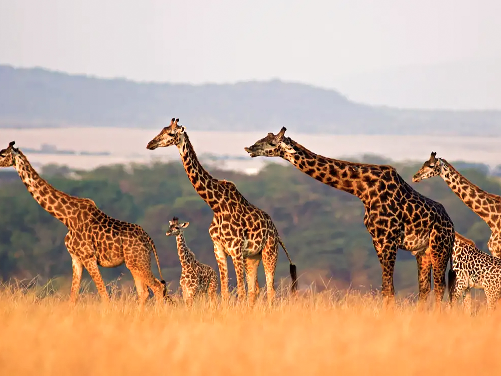 Kenia__Narok_County__Masai_Mara.jpg